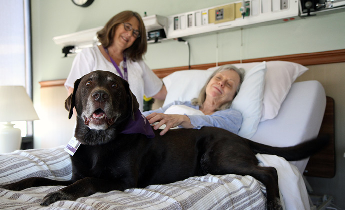 Un perro Paw Pal de VITAS está sentado en la cama junto a un paciente y una voluntaria del perro los observa