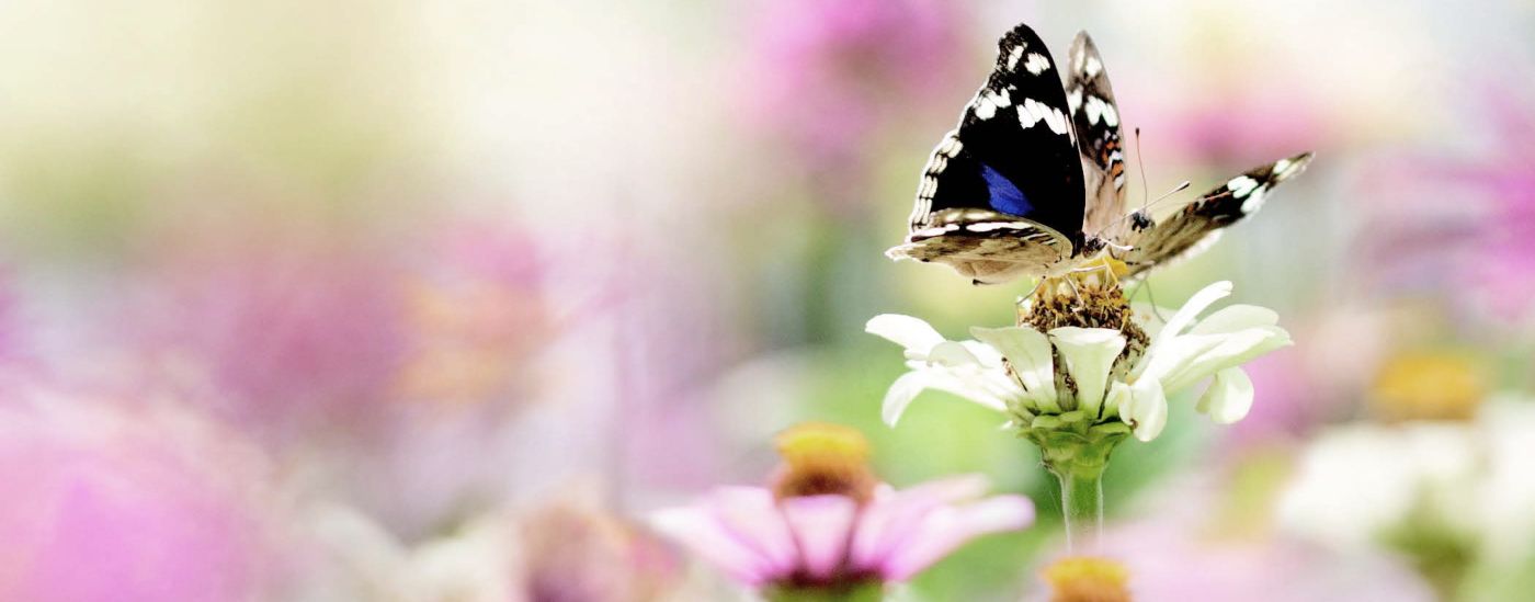 A butterfly rests on a flower in a field of flowers