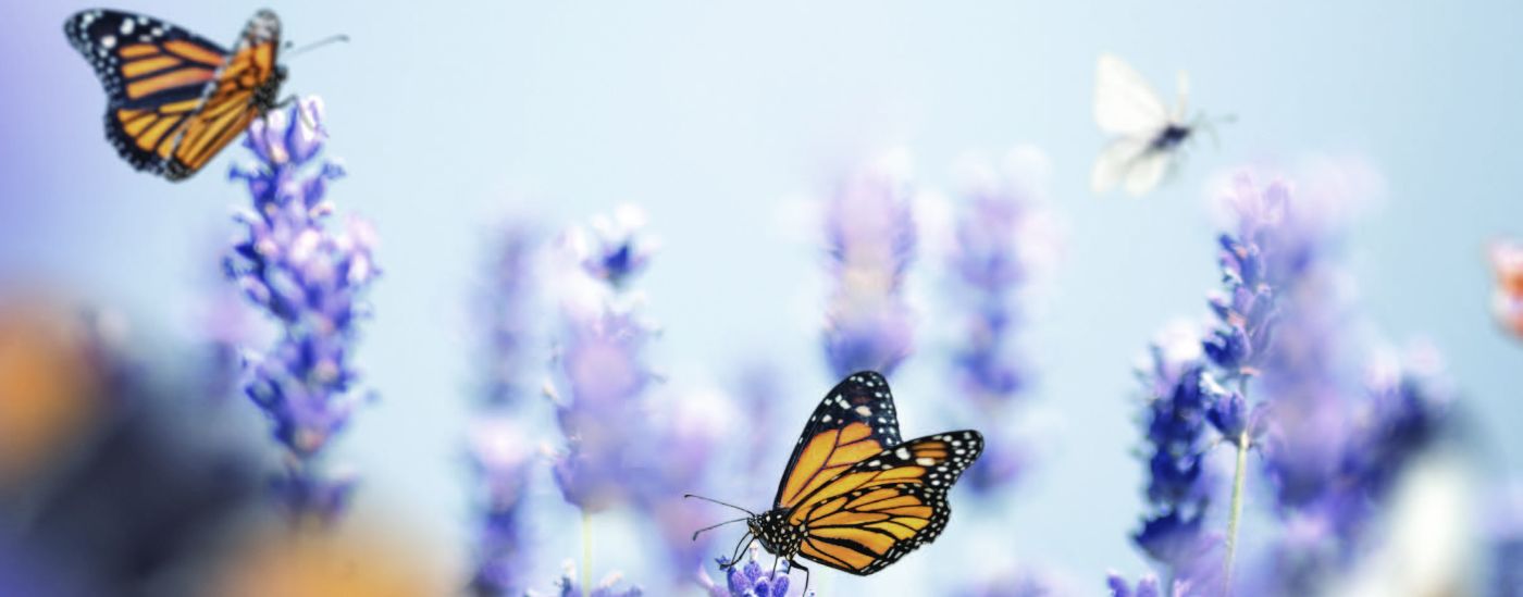 Dos mariposas posan sobre flores de lavanda