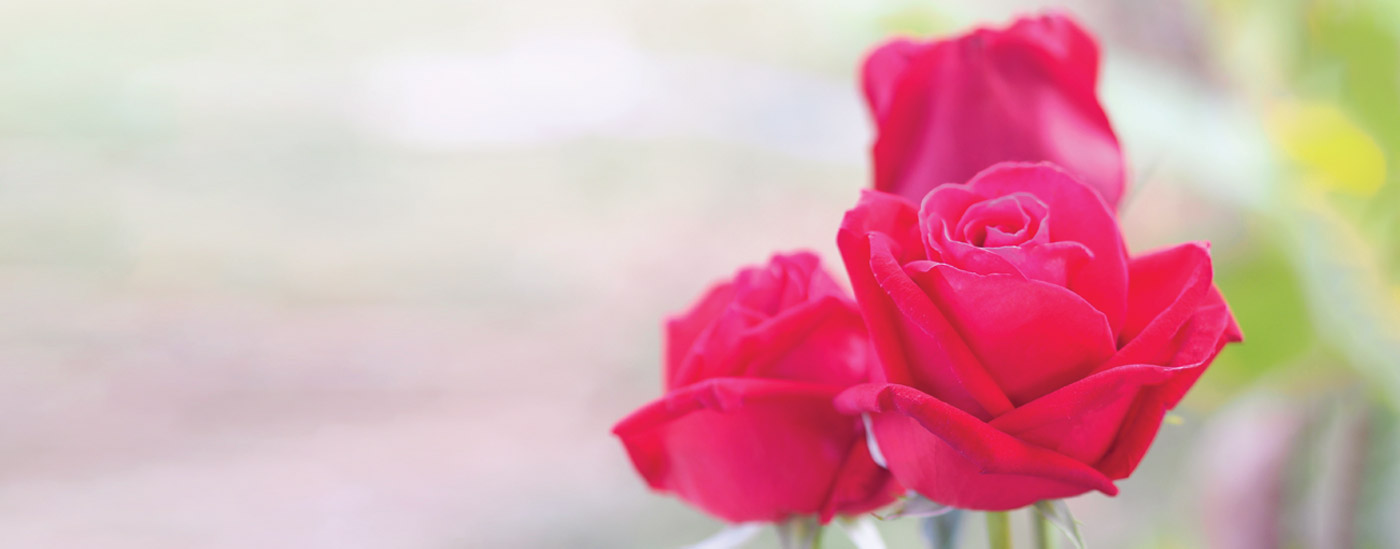 Three red roses