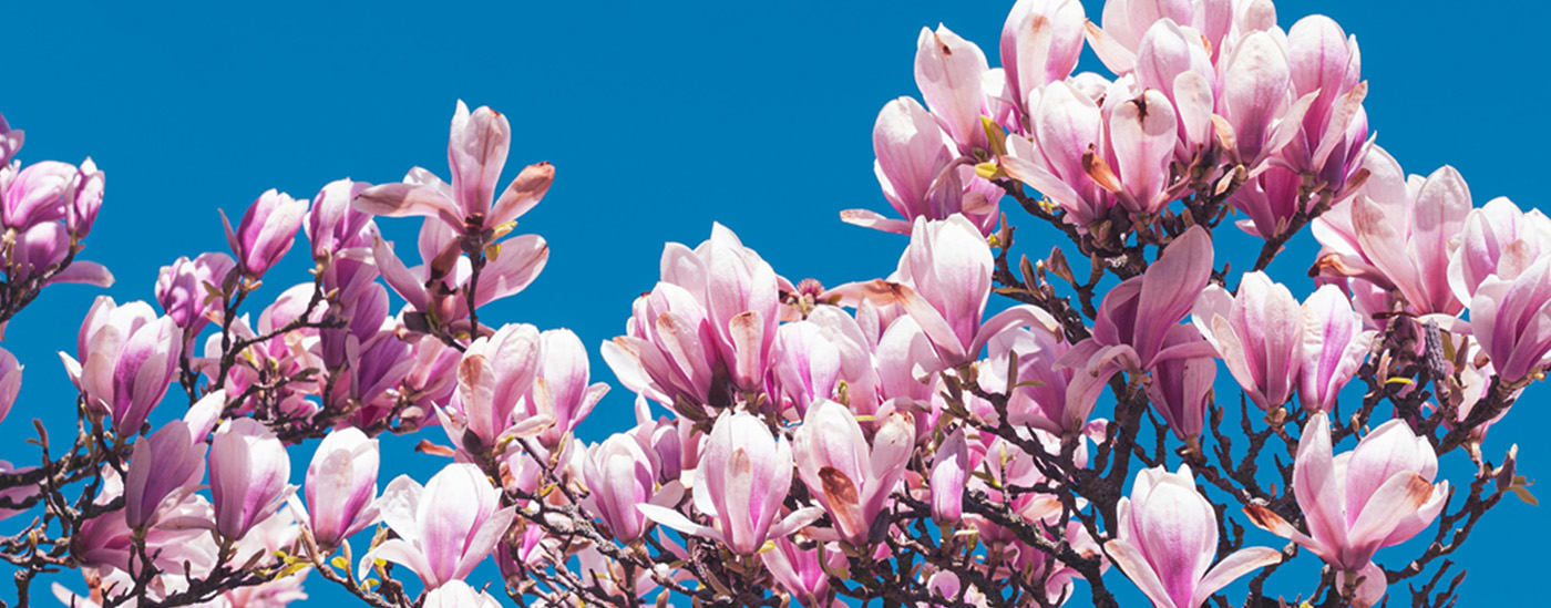 Kulay rosas na mga namumulaklak na magnolia