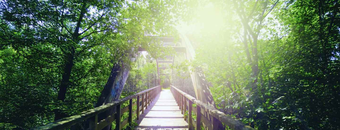 A walking bridge over a forest valley