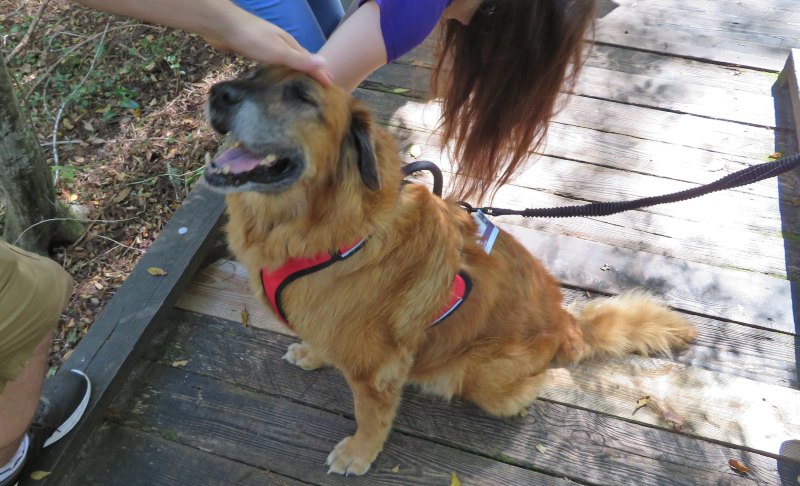 Two people pet a Golden Retriever