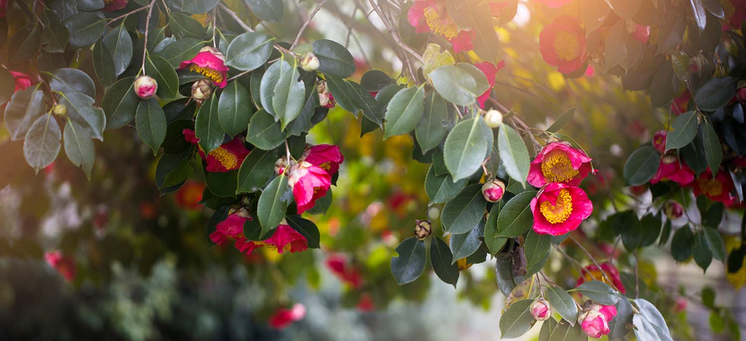 A camellia bush