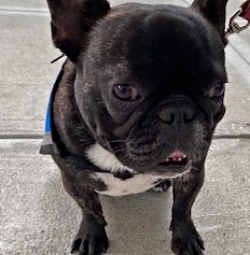 Si Beckett, ang French bulldog