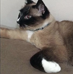 Si Gizmo, ang Siamese cat