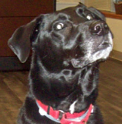 黑色拉布拉多犬：Max