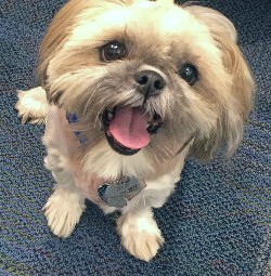 Walter, el Shih Tzu