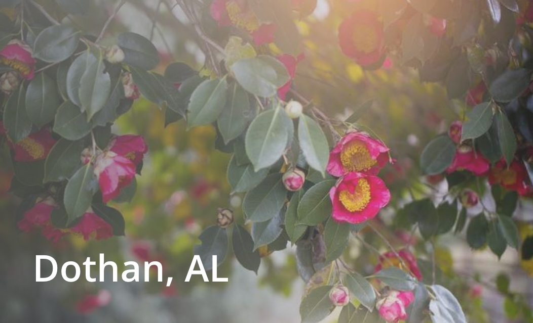 A camellia bush, clicking will navigate to the Dothan location page